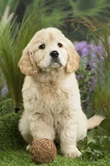 Balls: Golden Retriever Dog puppy with toy ball