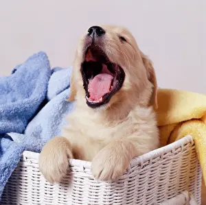 Laundry: Golden Retriever Dog - Puppy yawning in laundry basket