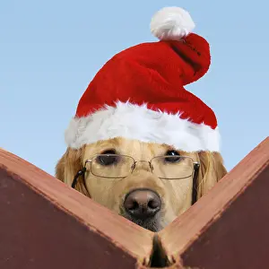 Books: Golden Retriever Dog reading book wearing glasses