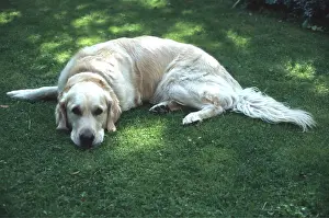 Temperature: GOLDEN RETRIEVER DOG - resting on grass
