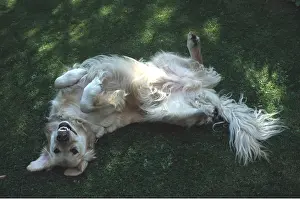 Upside: GOLDEN RETRIEVER DOG - rolling on grass