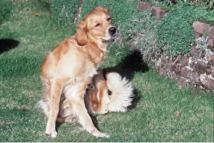 Scratching: GOLDEN RETRIEVER DOG - scratching