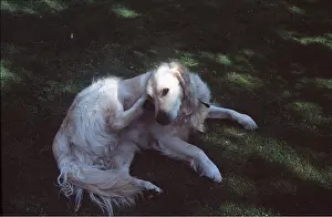 Scratching: GOLDEN RETRIEVER DOG - scratching