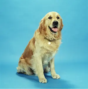 Disc: GOLDEN RETRIEVER DOG - sitting