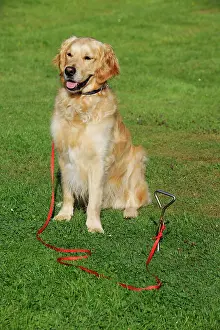 Tied: Golden Retriever Dog - sitting on grass tied to