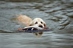 Retrieving: Golden Retriever Dog - swimming with Mallard Duck in mouth