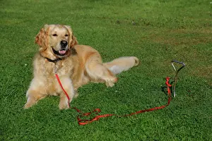 Tied: Golden Retriever Dog - tied to stake in ground