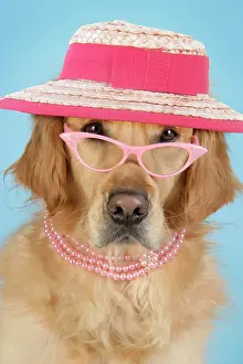 Bonnets: Golden Retriever Dog - wearing glasses, necklace and hat