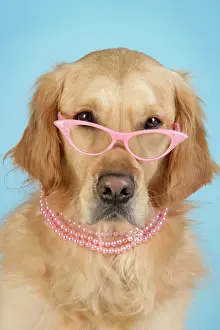 Necklace: Golden Retriever Dog - wearing glasses and necklace