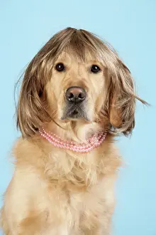 Necklace: Golden Retriever Dog - wearing wig and necklace