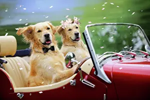 Confetti: Golden Retriever Dog - wedding couple in car with confetti
