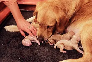 Whelping: Golden Retriever Dog - Whelping