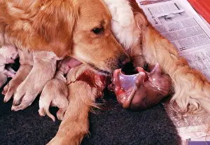 Foetal: Golden Retriever DOG - whelping, showing puppy