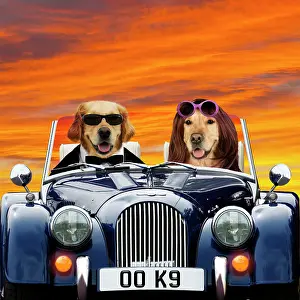 Leaving: Golden Retriever Dogs