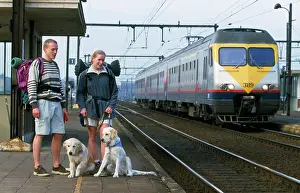 Stations: Golden Retriever Dogs - & backpackers on station