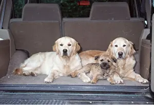 Vehicles: GOLDEN RETRIEVER DOGS - with Border Terrier in back of car
