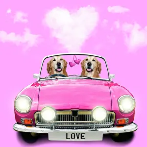 170222: Two Golden Retriever dogs driving pink car with love hearts