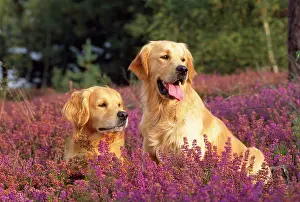 Heathers: Golden Retriever Dogs - in heather