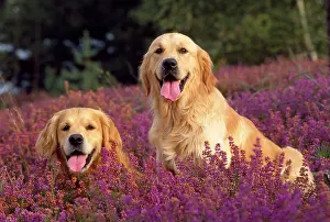 Heathers: Golden Retriever Dogs - in heather