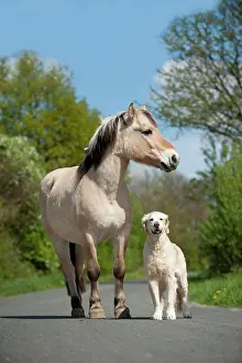 Norwegian: Golden Retriever and a Fjord horse standing on a