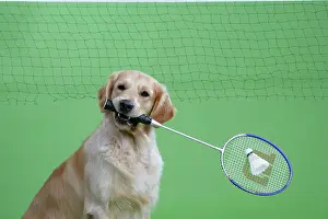 Racket: Golden Retriever holding badminton racket