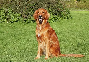 Bitches: Golden Retriever Irish Red Setter crossbreed, bitch
