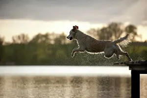 Wharf: Golden Retriever jumping from a wharf into the water