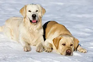Lays: Golden Retriever and a Labrador lying in the snow