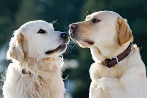 Sniff: Golden Retriever and a Labrador sniffing each other