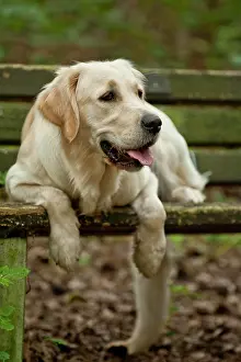 Phot: Golden Retriever lying on a bench