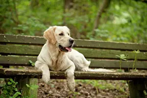 Phot: Golden Retriever lying on a bench
