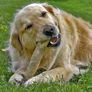 Chewing: Golden Retriever lying in grass, chewing hide bone