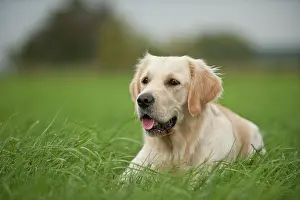 Relaxes: Golden Retriever lying on a meadow
