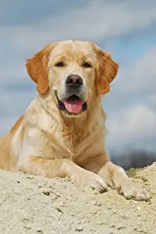 Lays: Golden Retriever lying on a sand hill