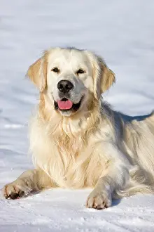 Relaxes: Golden Retriever lying in the snow, North Tyrol