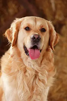 Pant: Golden Retriever, male, animal portrait