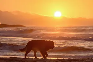 Social: Golden Retriever paced to sunrise on the sand of