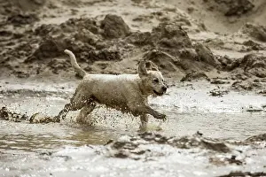 Puddle: Golden Retriever playing in a mud puddle