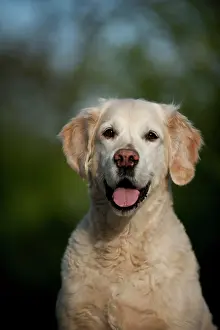 Pant: Golden Retriever, portrait