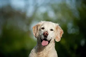 Pant: Golden Retriever, portrait