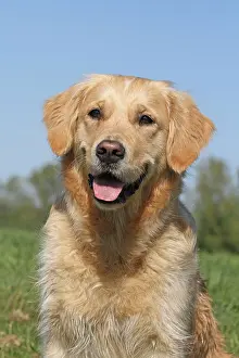 X4d2c: Golden Retriever, portrait Golden Retriever, Portr&, x4d2c;