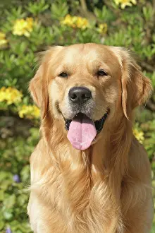 X4d2c: Golden Retriever, portrait Golden Retriever, Portr&, x4d2c;