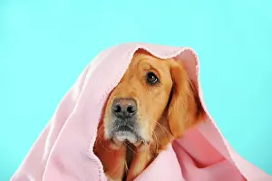 Blankets: Golden Retriever, portrait with a pink blanket on