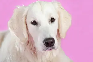 Mamma: Golden Retriever, portrait, in front of a pink wall