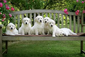 Chairs: Golden Retriever puppies on garden bench - 7 weeks