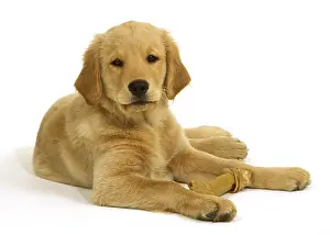Rescue: Golden Retriever Puppy