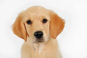 Faithfulness: Golden Retriever, Puppy, 7 Weeks, Portrait