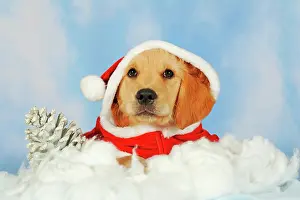 Kitsch: Golden Retriever puppy, 8 weeks, lying on clouds