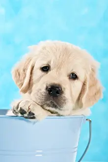 Bucket: Golden Retriever puppy in a bucket