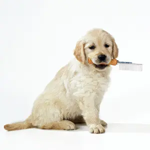 In Mouth: Golden Retriever Puppy DOG - Carrying grooming comb